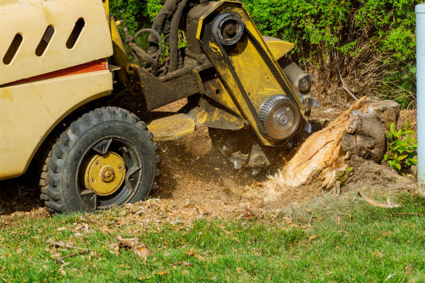 Best Emergency Tree Removal  in Tolar, TX