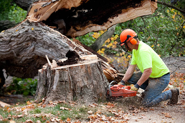 Best Arborist Consultation Services  in Tolar, TX